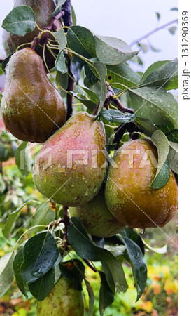 Ripe pear on a tree in the rain.  131290369