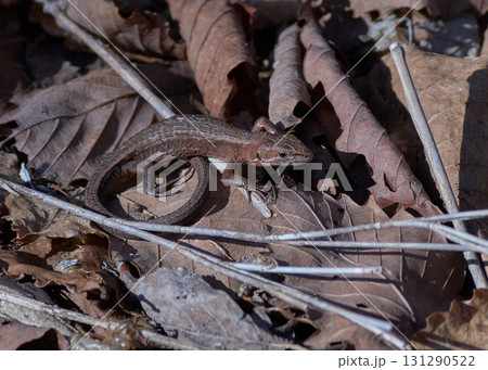 ニホンカナヘビ ニホンカナヘビ 131290522