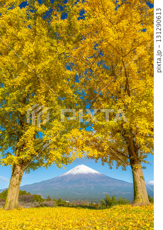 富士山　銀杏 131290613