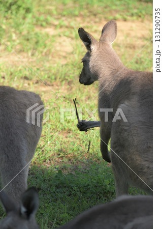Y字型の枝を見つけたカンガルーは占いでもするかと考えるか Y字型の枝を見つけたカンガルーは占いでもするかと考えるか 131290735