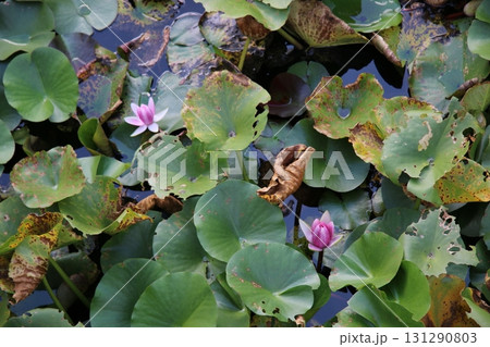 水面に咲く、睡蓮の輝き 水面に咲く、睡蓮の輝き 131290803