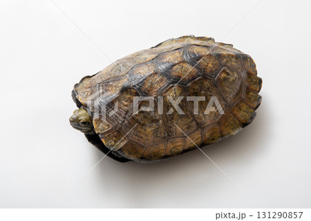 ニホンイシガメ　白背景でスタジオ撮影 131290857