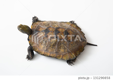 ニホンイシガメ 白背景でスタジオ撮影 ニホンイシガメ 白背景でスタジオ撮影 131290858