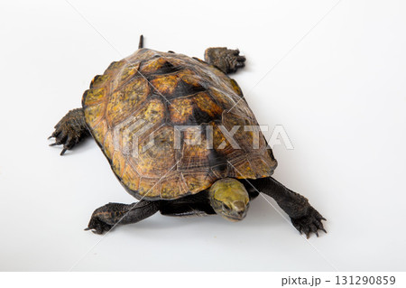 ニホンイシガメ　白背景でスタジオ撮影 131290859