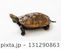 ニホンイシガメ　白背景でスタジオ撮影 131290863