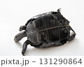 ニホンイシガメ　白背景でスタジオ撮影 131290864