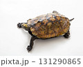 ニホンイシガメ　白背景でスタジオ撮影 131290865