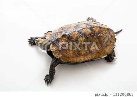 ニホンイシガメ　白背景でスタジオ撮影 131290865