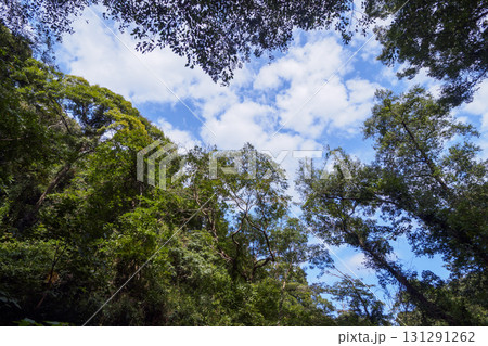 小網代の森の秋 131291262