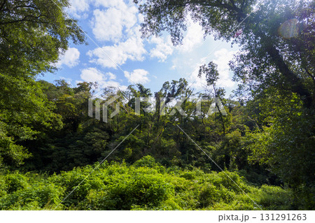 小網代の森の秋 小網代の森の秋 131291263