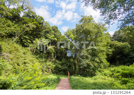 小網代の森の秋 131291264