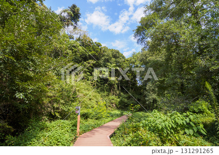 小網代の森の秋 131291265