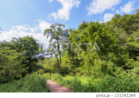 小網代の森の秋 小網代の森の秋 131291269