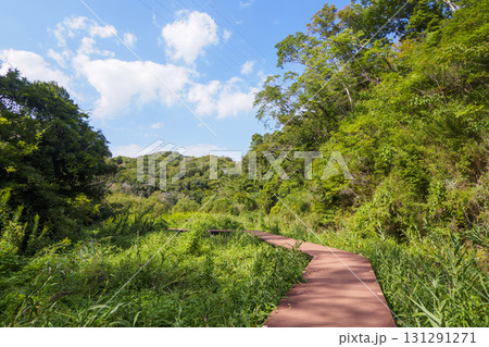 小網代の森の秋 131291271