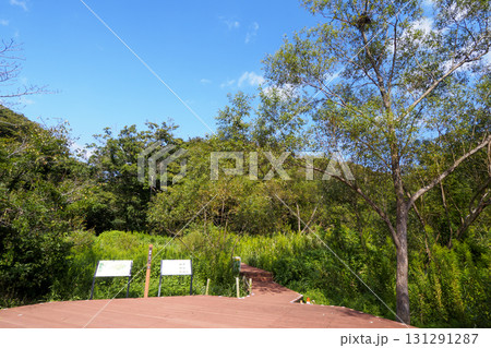 小網代の森の秋 小網代の森の秋 131291287