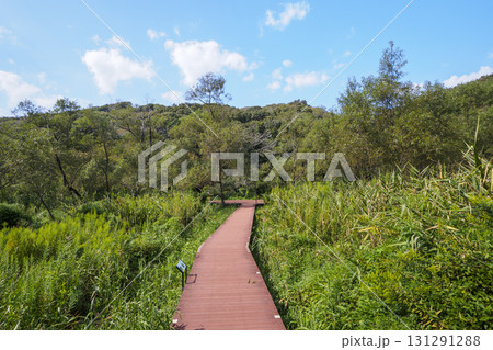 小網代の森の秋 小網代の森の秋 131291288