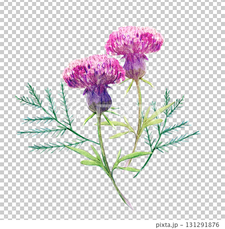 Watercolor illustration, hand-drawn illustration, Japanese plant, thistle Watercolor illustration, hand-drawn illustration, Japanese plant, thistle 131291876