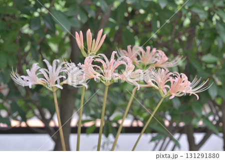 わが家の彼岸花 131291880