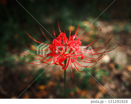 一輪の赤色の彼岸花 暗めの落ち着いたイメージ 一輪の赤色の彼岸花 暗めの落ち着いたイメージ 131291928