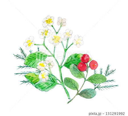水彩イラスト　手描きイラスト　日本の植物　アズキナシ 131291992