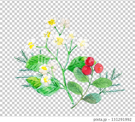 水彩イラスト　手描きイラスト　日本の植物　アズキナシ 131291992
