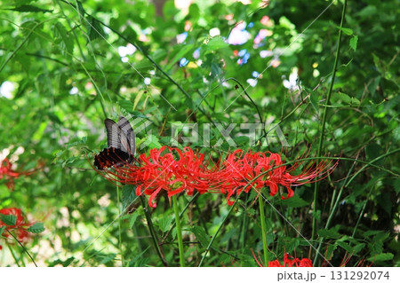 彼岸花と黒アゲハ 彼岸花と黒アゲハ 131292074