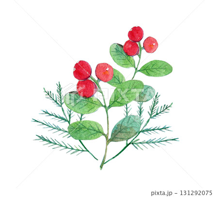 水彩イラスト 手描きイラスト 日本の植物 コケモモ 水彩イラスト 手描きイラスト 日本の植物 コケモモ 131292075