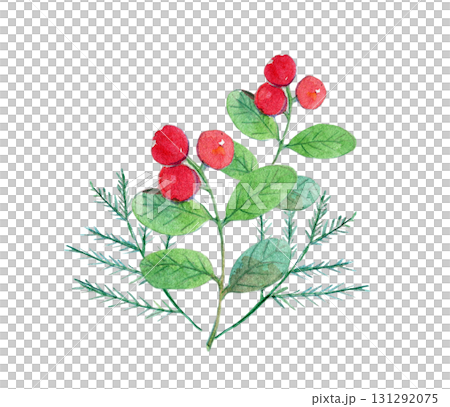 水彩イラスト 手描きイラスト 日本の植物 コケモモ 水彩イラスト 手描きイラスト 日本の植物 コケモモ 131292075