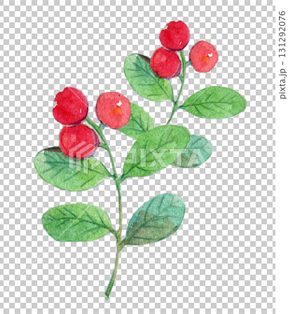 水彩插圖、手繪插圖、日本植物、越橘 131292076