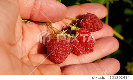 Ripe red raspberries in hand near a raspberry bush in the garden.  131292454