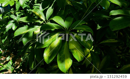 Large, pawed green leaves of the sheflera in the park. Large, pawed green leaves of the sheflera in the park. 131292459