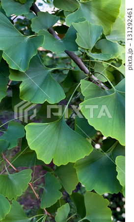Gingobiloba leaves on a tree. Close-up.  131292461