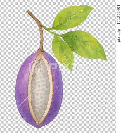 多汁的水彩插圖，描繪了木通果實和葉子（透明背景）/秋天的味道，日式植物藝術 131292491