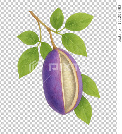 多汁的水彩插圖,描繪了木通的果實和葉子(透明背景)/秋天的味道,日式植物素材 多汁的水彩插圖,描繪了木通的果實和葉子(透明背景)/秋天的味道,日式植物素材 131292492