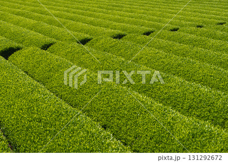 Green tea plantation with neatly trimmed rows in sunny agricultural field at Shizuoka Japan 131292672