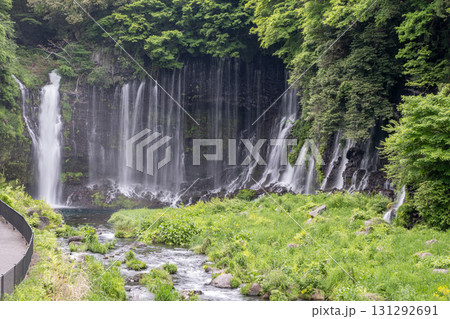 Shiraito Falls at Fujinomiya, Shizuoka, Japan, Scenic waterfall flowing through lush green forest landscape in nature park 131292691