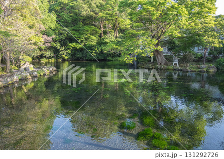 Clear pond surrounded by green trees in peaceful natural park setting at Fujinomiya, Shizuoka, Japan, Clear pond surrounded by green trees in peaceful natural park setting at Fujinomiya, Shizuoka, Japan, 131292726