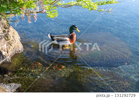 Mallard duck swimming in clear lake near rocky shore with green foliage 131292729