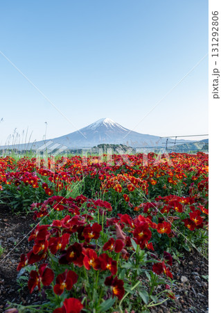 Field of red flowers with Mount Fuji in the background under clear sky at Oishi Park fujinomiya, shizuoka, japan Field of red flowers with Mount Fuji in the background under clear sky at Oishi Park fujinomiya, shizuoka, japan 131292806