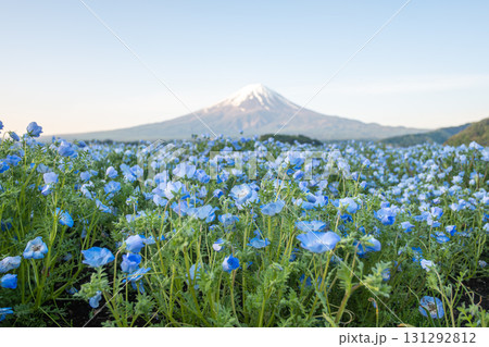 Blue flowers blooming in field with Mount Fuji in background during sunrise at Oishi Park fujinomiya, shizuoka, japan Blue flowers blooming in field with Mount Fuji in background during sunrise at Oishi Park fujinomiya, shizuoka, japan 131292812