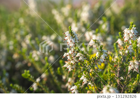 White heather flowers blooming in natural outdoor field during daytime 131292826