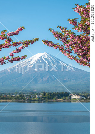 Cherry blossoms framing Mount Fuji over Kawaguchi lake in clear spring day at fujinomiya, shizuoka, japan 131292829