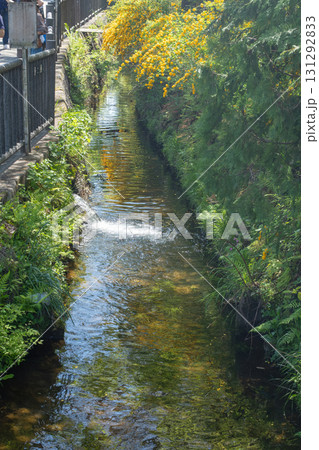 Narrow river flowing through green plants and yellow flowers in natural setting Narrow river flowing through green plants and yellow flowers in natural setting 131292833