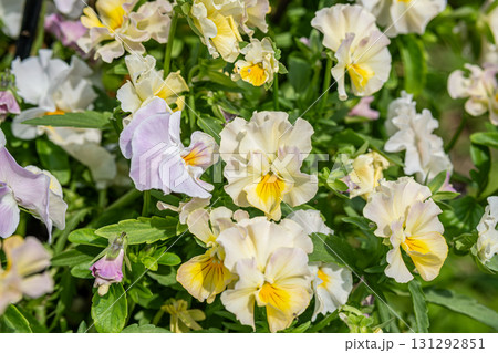 Yellow and white pansy flowers blooming in garden during spring season 131292851