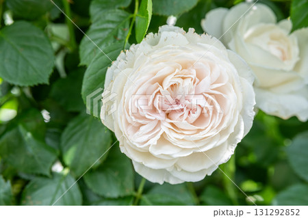 White rose blooming in garden with green leaves background White rose blooming in garden with green leaves background 131292852