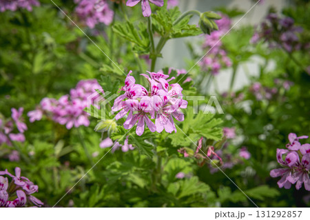 Pink geranium flowers blooming in garden with green foliage background 131292857