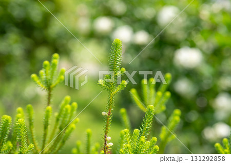 Close-up of green pine tree branches in natural outdoor environment Close-up of green pine tree branches in natural outdoor environment 131292858