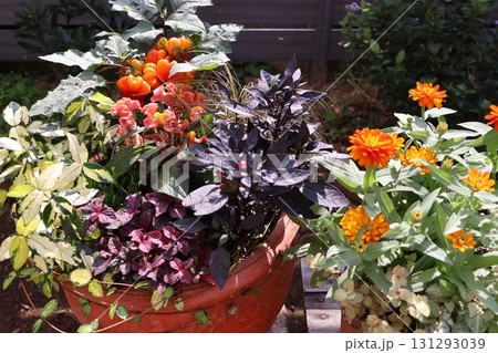 オレンジ色の花の寄せ植え＆寄せ鉢 131293039