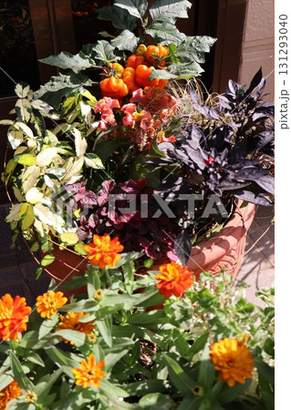 オレンジ色の花の寄せ植え＆寄せ鉢 131293040