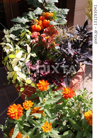 ハロウイン仕様の寄せ植え ハロウイン仕様の寄せ植え 131293041